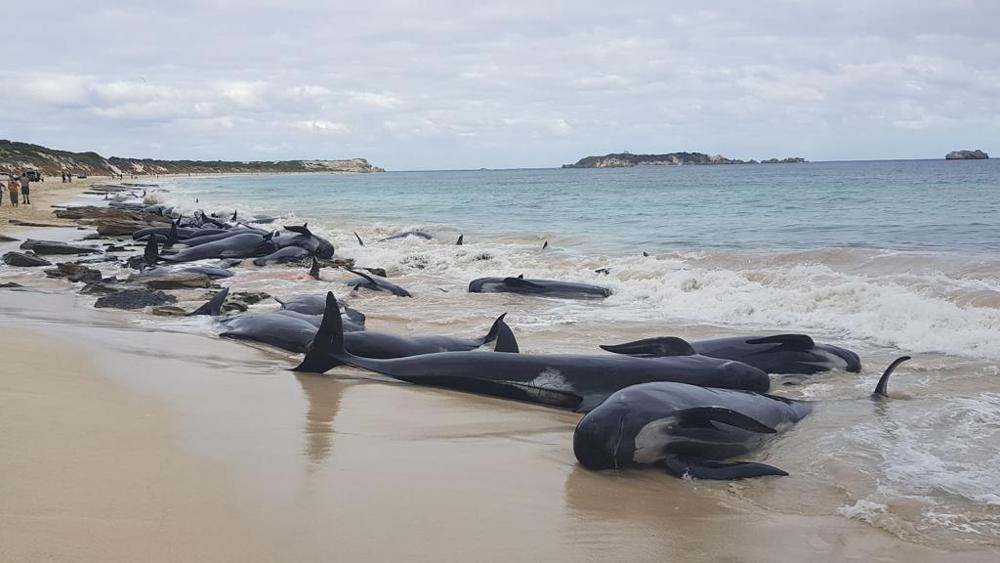 Australia 400 Balene Morte Sulla Costa Della Tasmania Ajo Noas